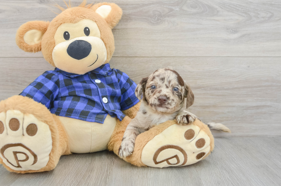 7 week old Mini Labradoodle Puppy For Sale - Pilesgrove Pups