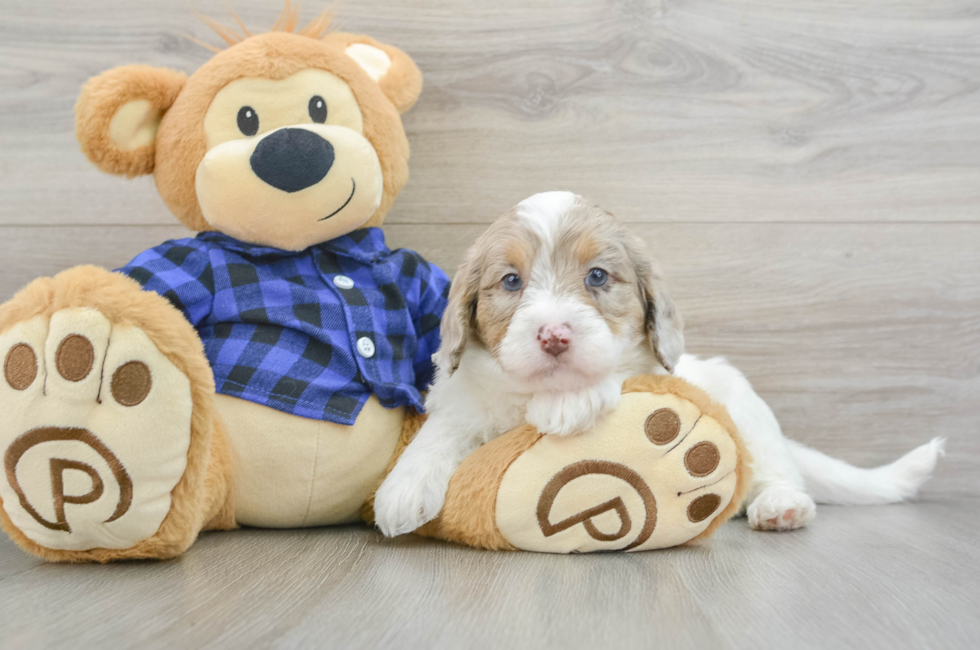 6 week old Mini Labradoodle Puppy For Sale - Pilesgrove Pups