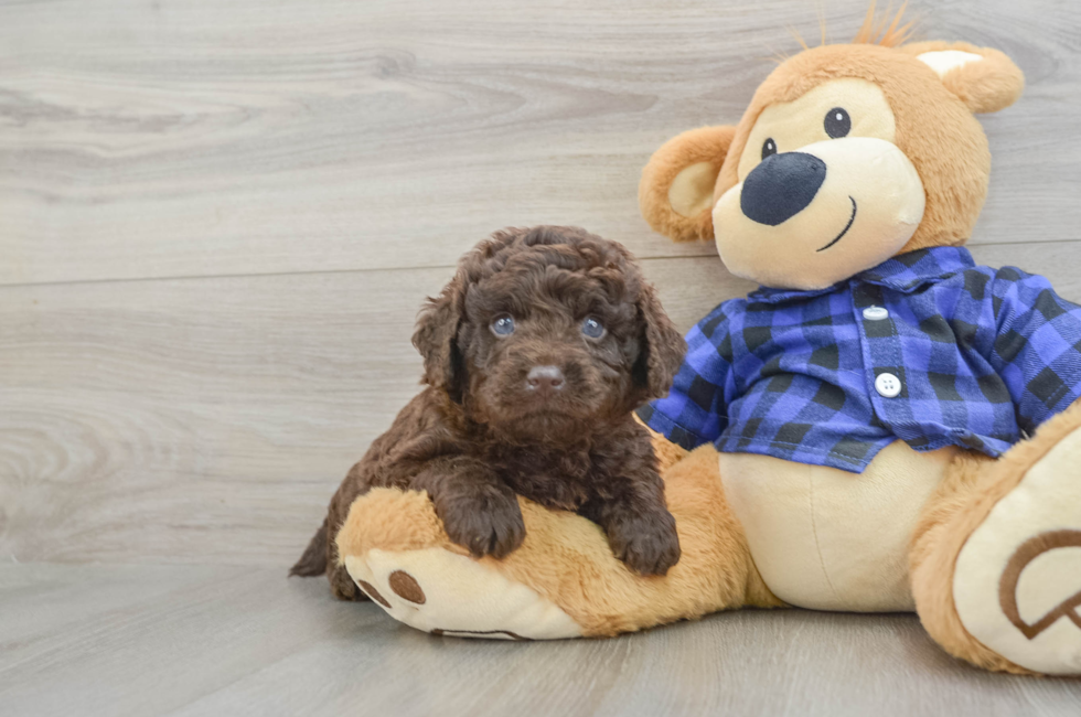7 week old Mini Labradoodle Puppy For Sale - Pilesgrove Pups