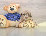 6 week old Mini Labradoodle Puppy For Sale - Pilesgrove Pups
