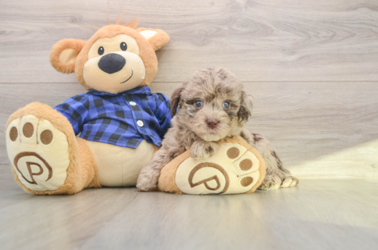 Mini Labradoodle Puppy for Adoption