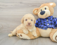 7 week old Mini Labradoodle Puppy For Sale - Pilesgrove Pups