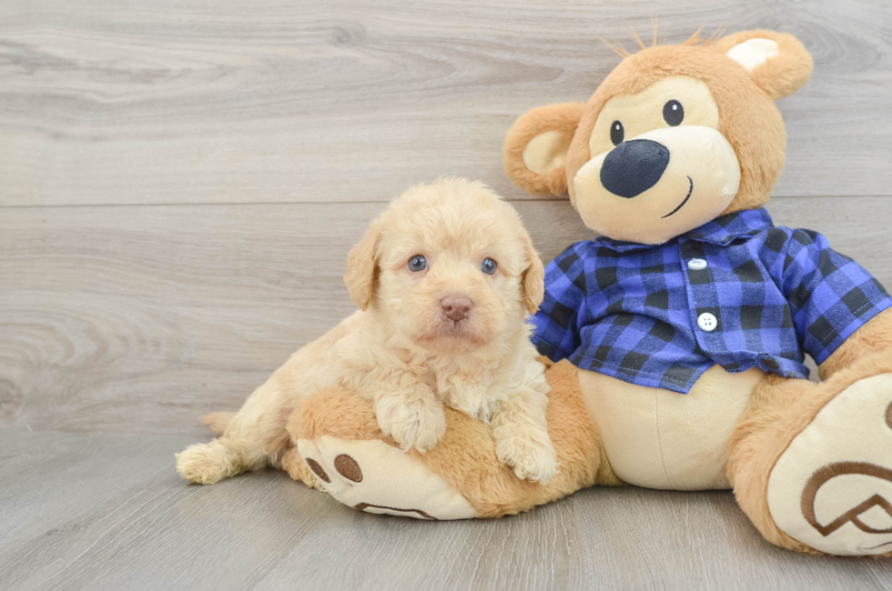 7 week old Mini Labradoodle Puppy For Sale - Pilesgrove Pups
