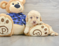 7 week old Mini Labradoodle Puppy For Sale - Pilesgrove Pups
