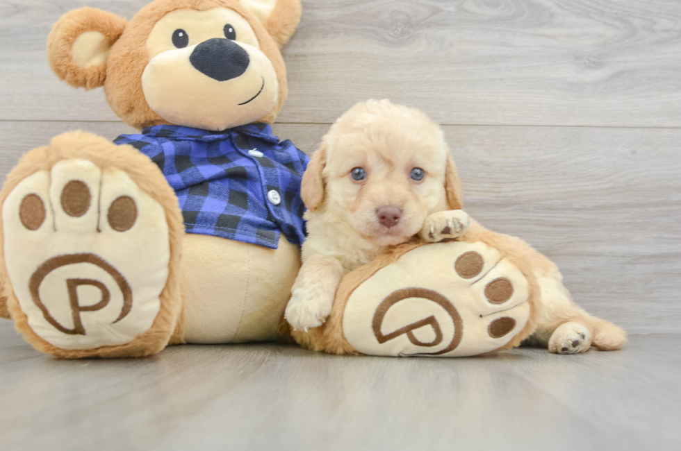 7 week old Mini Labradoodle Puppy For Sale - Pilesgrove Pups