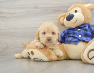 9 week old Mini Labradoodle Puppy For Sale - Pilesgrove Pups