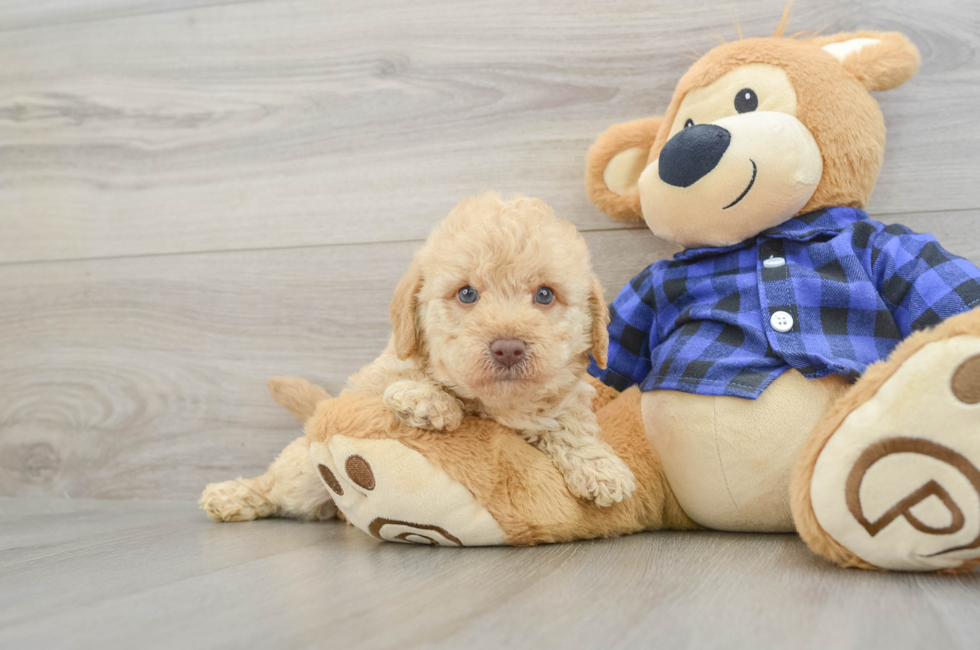 7 week old Mini Labradoodle Puppy For Sale - Pilesgrove Pups