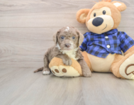 7 week old Mini Labradoodle Puppy For Sale - Pilesgrove Pups