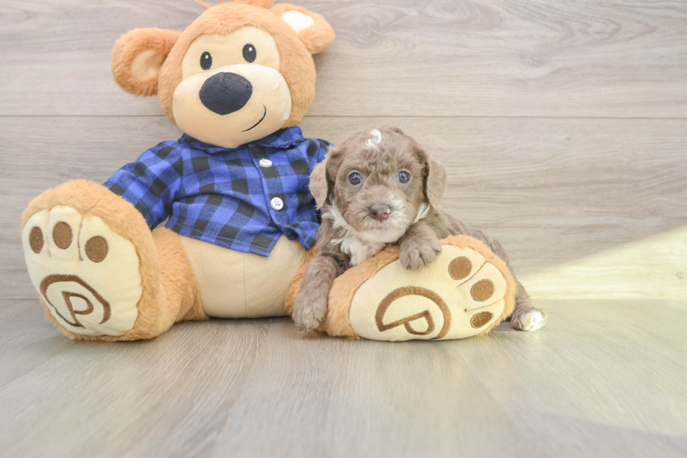 Friendly Mini Labradoodle Baby