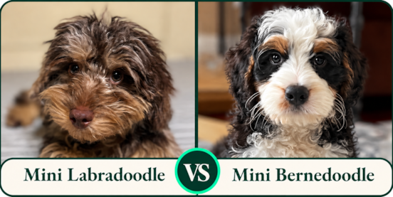 Mini Labradoodle vs Mini Bernedoodle Comparison