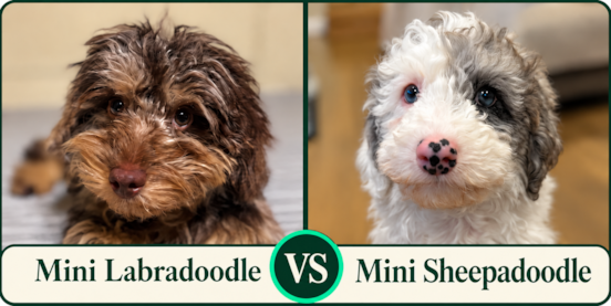 Mini Labradoodle vs Mini Sheepadoodle Comparison