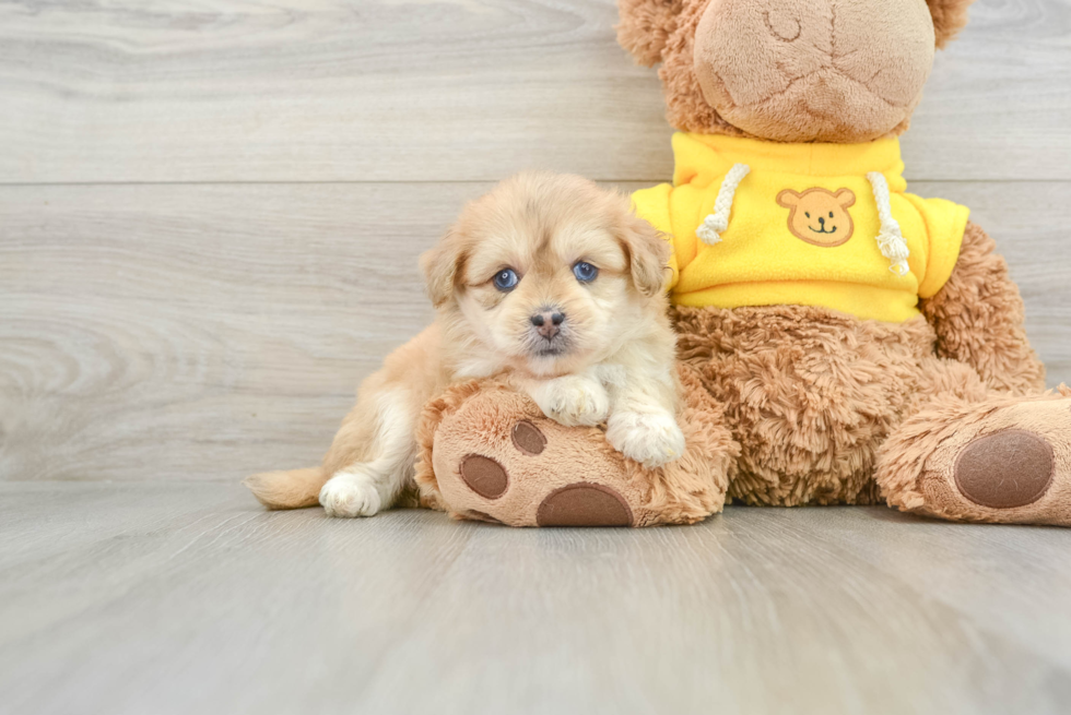 Mini Pomskydoodle Puppy for Adoption