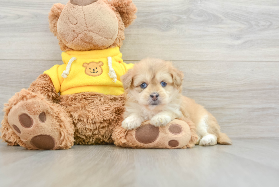 Petite Mini Pomskydoodle Poodle Mix Pup