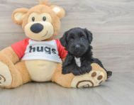 5 week old Mini Pomskydoodle Puppy For Sale - Pilesgrove Pups