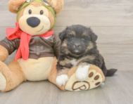 5 week old Mini Pomskydoodle Puppy For Sale - Pilesgrove Pups
