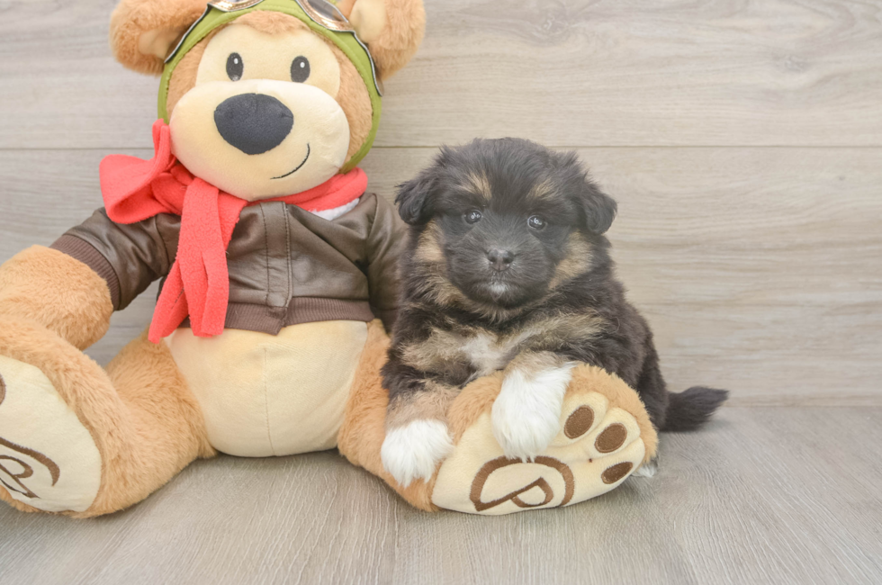 5 week old Mini Pomskydoodle Puppy For Sale - Pilesgrove Pups