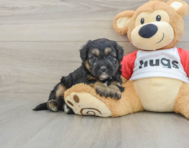 5 week old Mini Pomskydoodle Puppy For Sale - Pilesgrove Pups