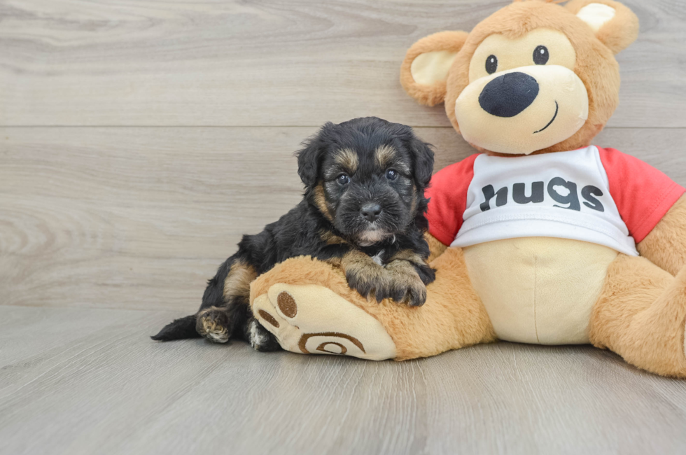 5 week old Mini Pomskydoodle Puppy For Sale - Pilesgrove Pups