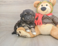 5 week old Mini Pomskydoodle Puppy For Sale - Pilesgrove Pups