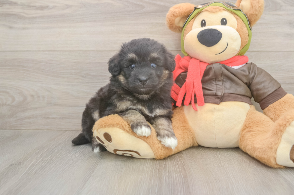 5 week old Mini Pomskydoodle Puppy For Sale - Pilesgrove Pups