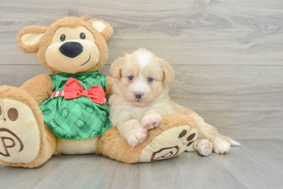 Adorable Mini Pomskydoodle Poodle Mix Puppy