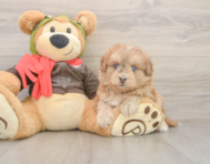 5 week old Mini Pomskydoodle Puppy For Sale - Pilesgrove Pups