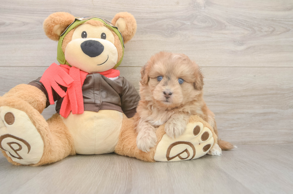 5 week old Mini Pomskydoodle Puppy For Sale - Pilesgrove Pups