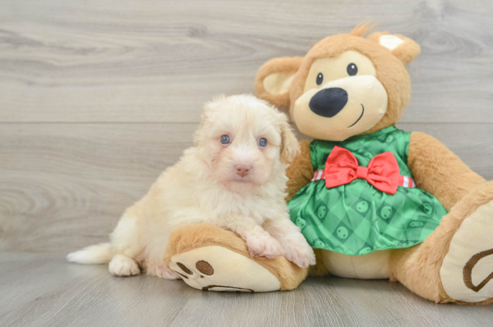 6 week old Mini Pomskydoodle Puppy For Sale - Pilesgrove Pups