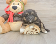 5 week old Mini Pomskydoodle Puppy For Sale - Pilesgrove Pups