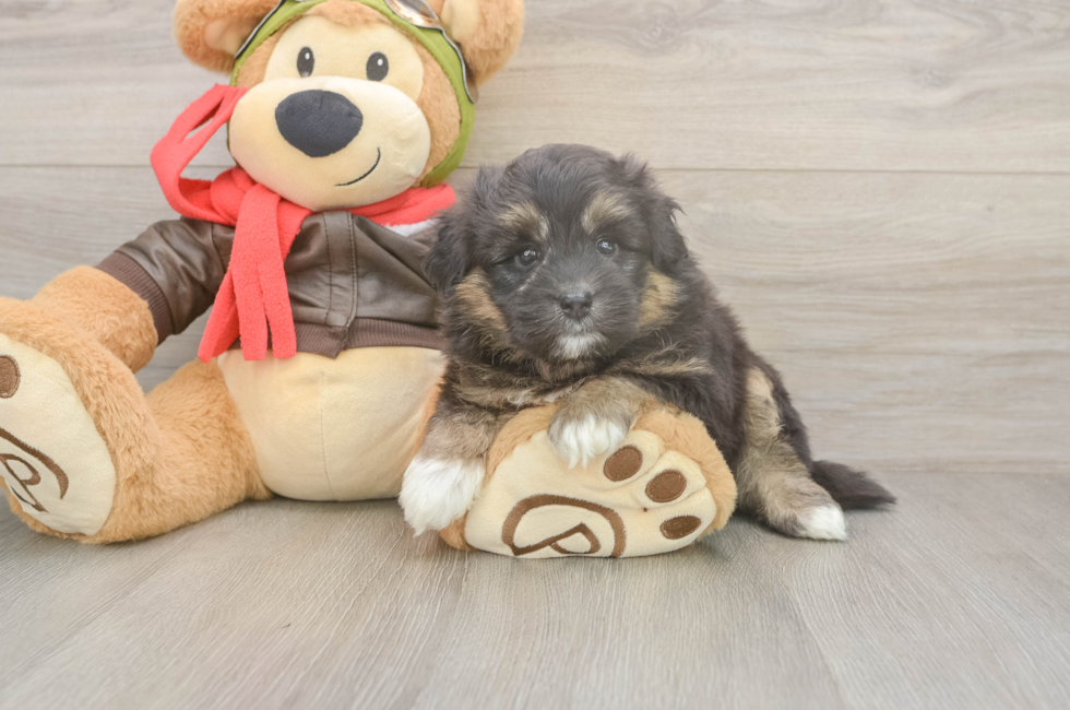 5 week old Mini Pomskydoodle Puppy For Sale - Pilesgrove Pups