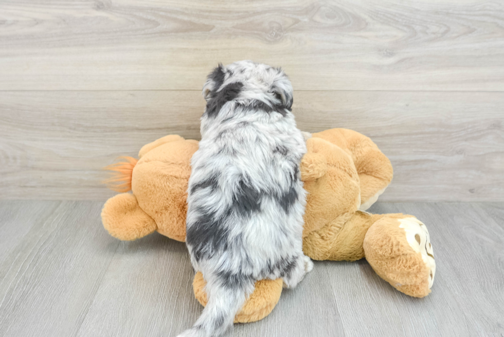 Popular Mini Pomskydoodle Poodle Mix Pup