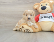 5 week old Mini Pomskydoodle Puppy For Sale - Pilesgrove Pups