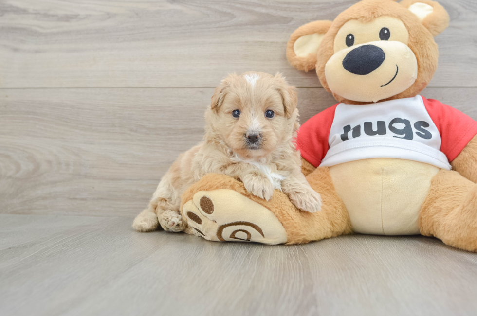 5 week old Mini Pomskydoodle Puppy For Sale - Pilesgrove Pups