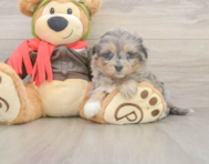 5 week old Mini Pomskydoodle Puppy For Sale - Pilesgrove Pups