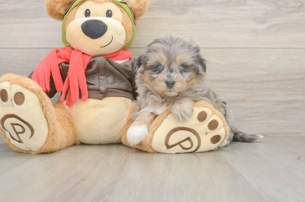 5 week old Mini Pomskydoodle Puppy For Sale - Pilesgrove Pups