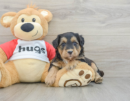 5 week old Mini Pomskydoodle Puppy For Sale - Pilesgrove Pups