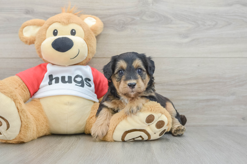 5 week old Mini Pomskydoodle Puppy For Sale - Pilesgrove Pups