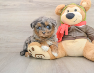 8 week old Mini Pomskydoodle Puppy For Sale - Pilesgrove Pups