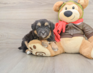 9 week old Mini Pomskydoodle Puppy For Sale - Pilesgrove Pups