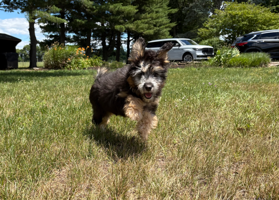 Best Mini Pomskydoodle Baby