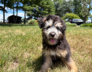 15 week old Mini Pomskydoodle Puppy For Sale - Pilesgrove Pups