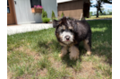 Mini Pomskydoodle Puppy for Adoption