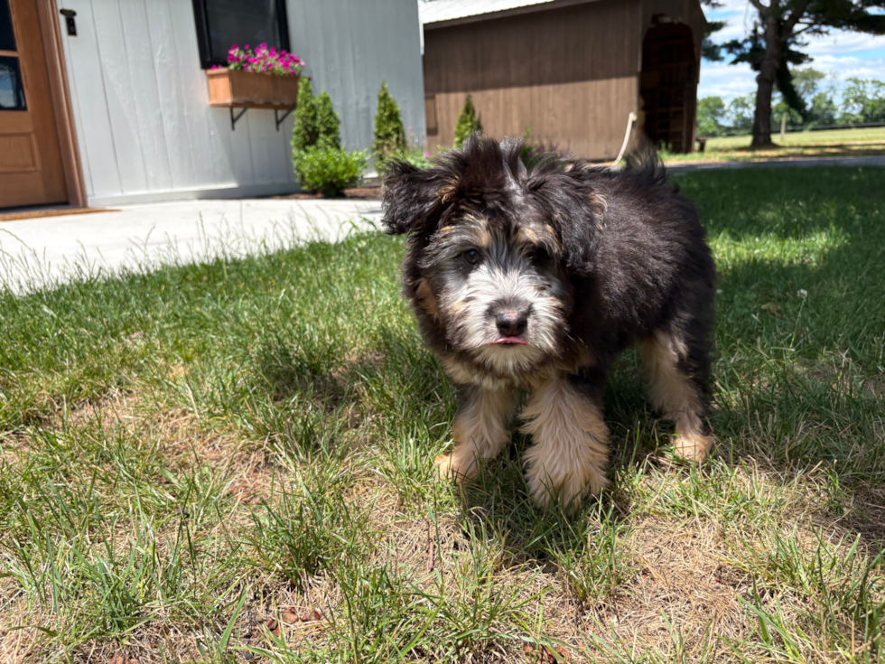 Mini Pomskydoodle Puppy for Adoption