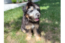 Mini Pomskydoodle Puppy for Adoption