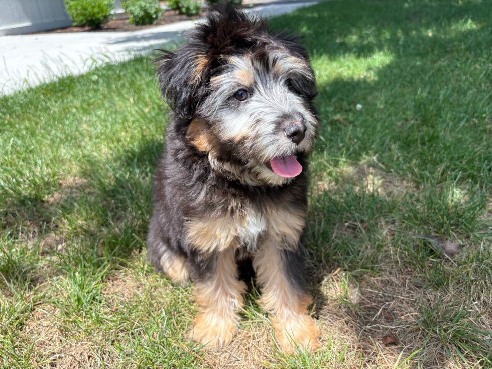 Mini Pomskydoodle Puppy for Adoption