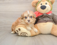 5 week old Mini Pomskydoodle Puppy For Sale - Pilesgrove Pups