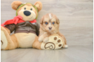 Mini Pomskydoodle Puppy for Adoption