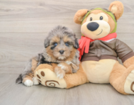 7 week old Mini Pomskydoodle Puppy For Sale - Pilesgrove Pups