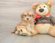 5 week old Mini Pomskydoodle Puppy For Sale - Pilesgrove Pups