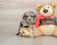 5 week old Mini Pomskydoodle Puppy For Sale - Pilesgrove Pups